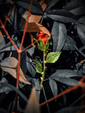 Gold-Tone Red Painted Rose Brooch